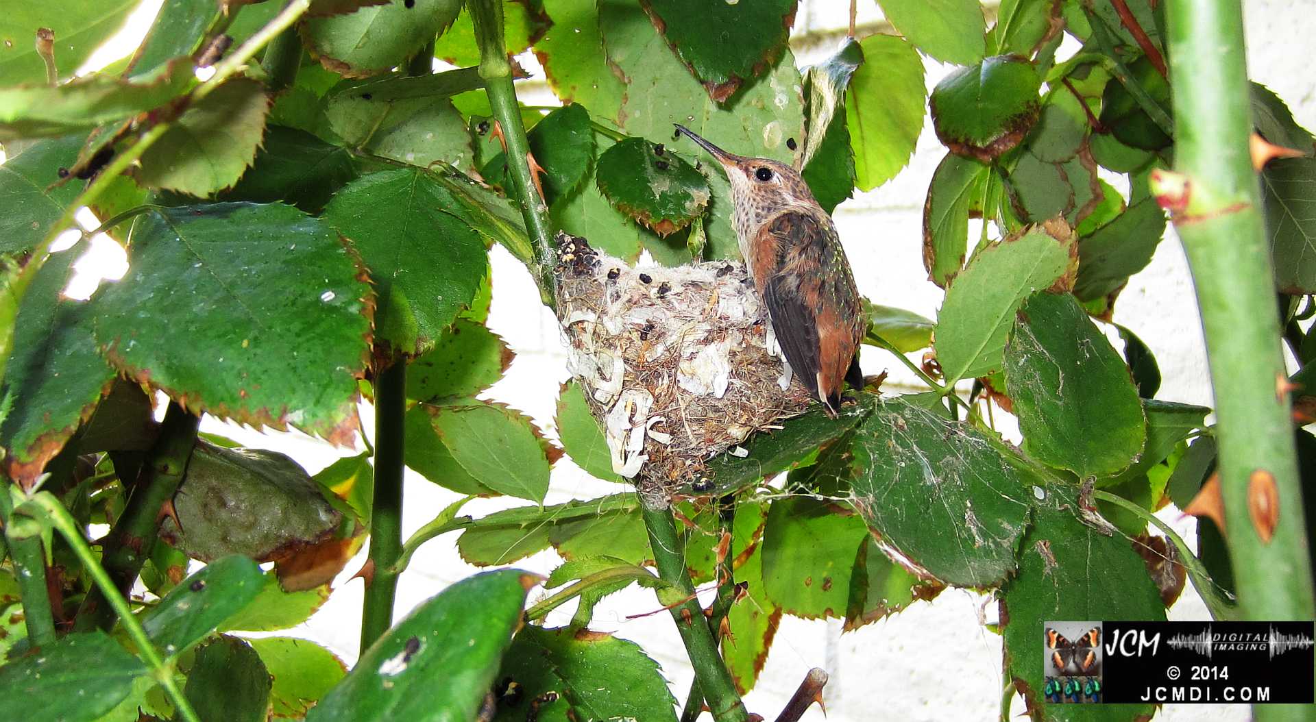 Allens Hummingbird chick and nest image 3-28-2014